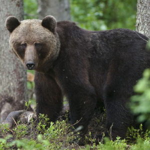 estonian nature tours