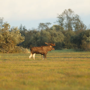 estonian nature tours