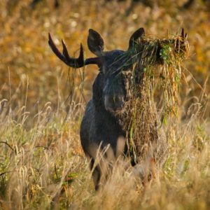 estonian nature tours